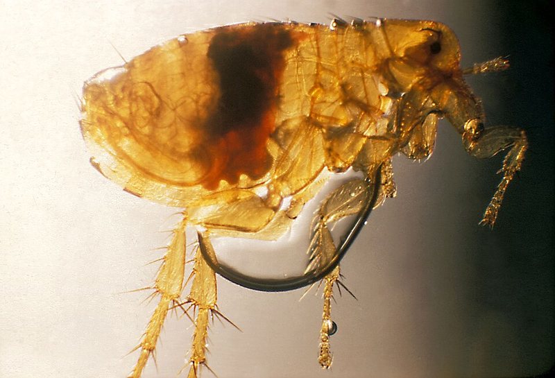 Oriental rat flea (Xenopsylla cheopis) infected with plague bacteria, seen under a microscope
